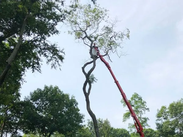 A man is cutting a tree that has fallen on a car.