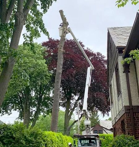 A tree service crew trimming a tall tree with a cherry picker next to a house.
