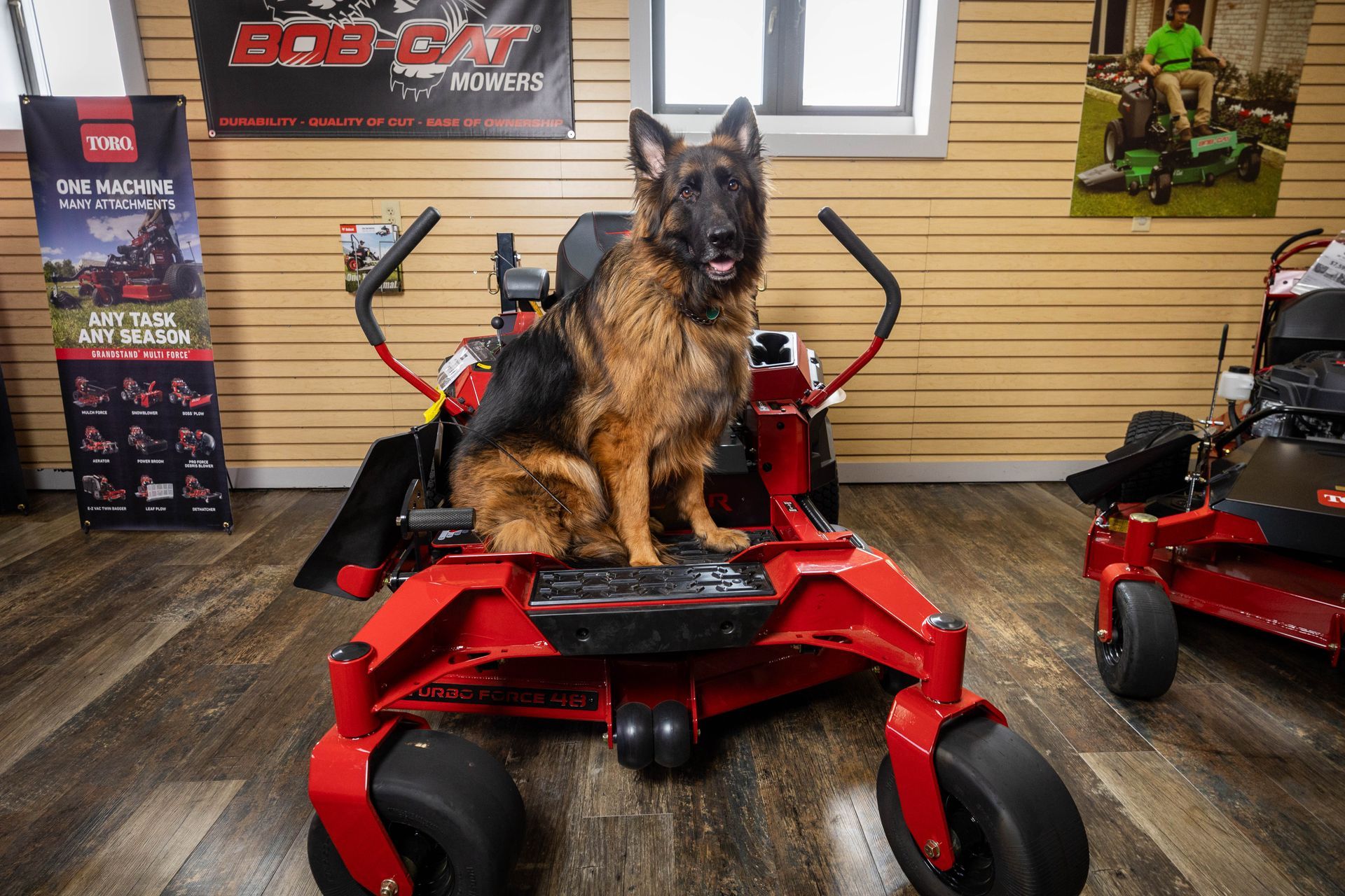 A german shepherd dog is sitting on a commercial lawnmower