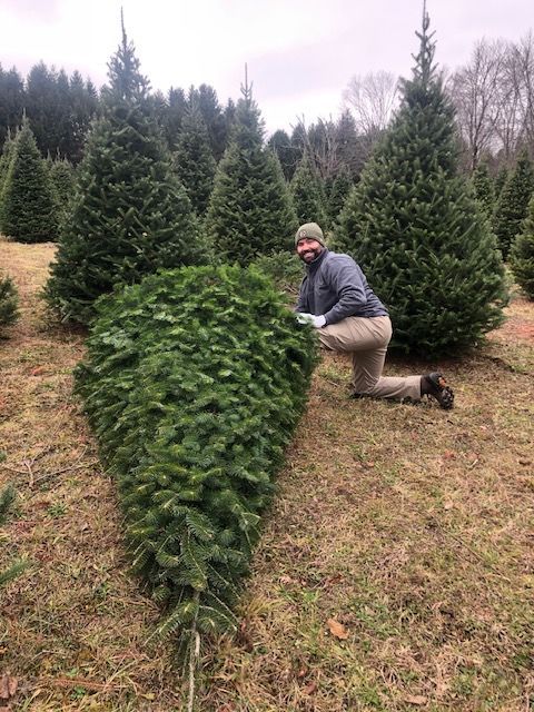 Cut-Your-Own Christmas Trees