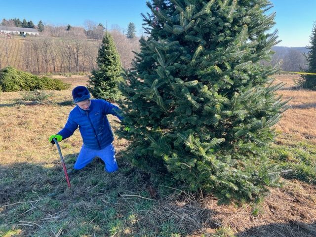 A young boy is kneeling next to a christmas tree in a field.