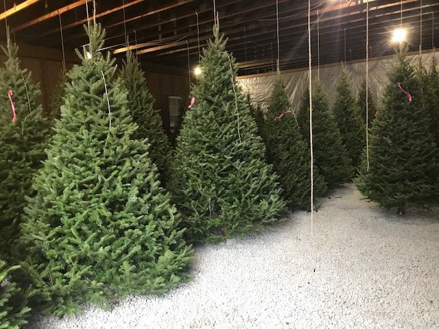 Pre-Cut Christmas Trees