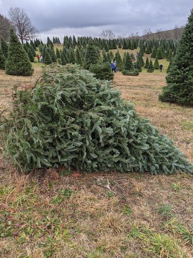 christmas tree farm