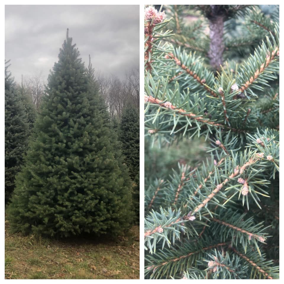 Christmas tree