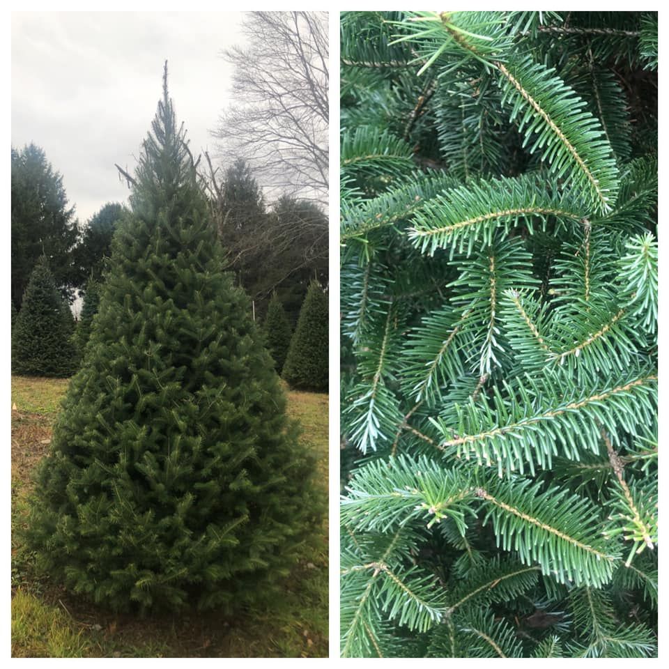 Christmas tree