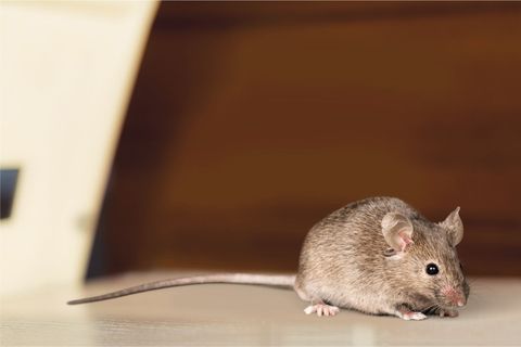 Mice — Wilmington, DE — Brownco Pest Control