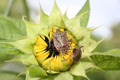 Brown Marmorated Bug — Wilmington, DE — Brownco Pest Control