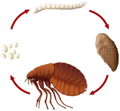 Life Cycle of a Flea — Wilmington, DE — Brownco Pest Control