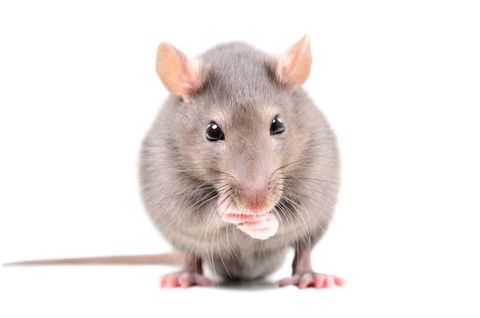 Rat — Wilmington, DE — Brownco Pest Control