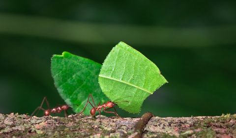 Leaf-Cutter Ant — Wilmington, DE — Brownco Pest Control