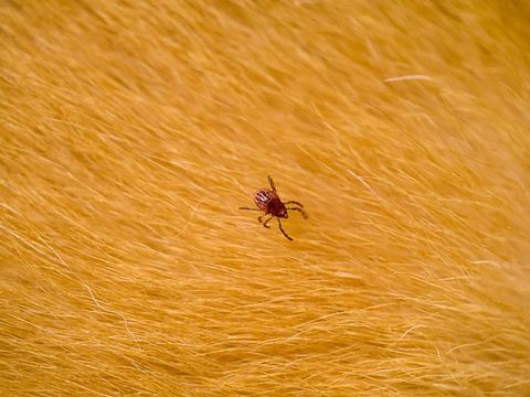 Brown Tick — Wilmington, DE — Brownco Pest Control
