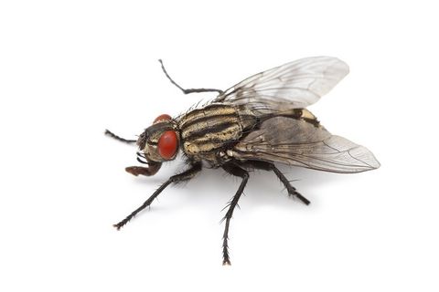 Fly — Wilmington, DE — Brownco Pest Control