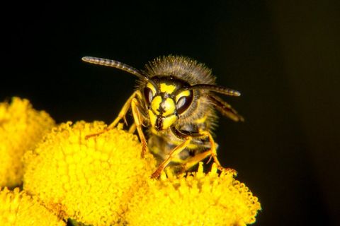 Common Wasp on Flower — Wilmington, DE — Brownco Pest Control