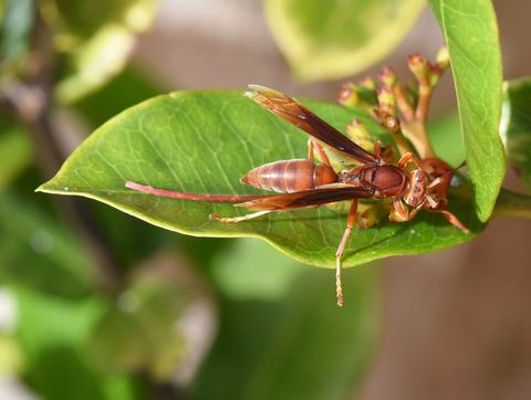 Red Paper Wasp — Wilmington, DE — Brownco Pest Control