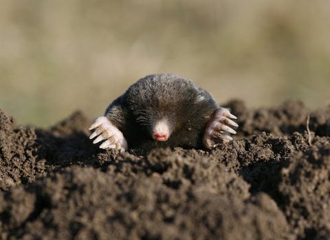 Black Mole — Wilmington, DE — Brownco Pest Control