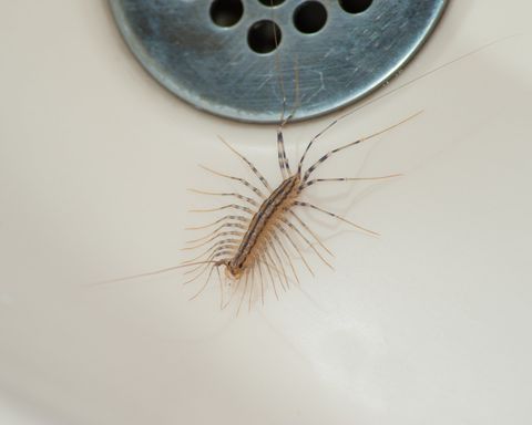Orange and Blue Centipede — Wilmington, DE — Brownco Pest Control