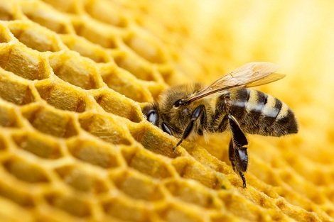 Bumblebee on a Honeycomb — Wilmington, DE — Brownco Pest Control