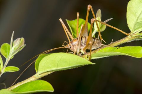 Camel Cricket — Wilmington, DE — Brownco Pest Control