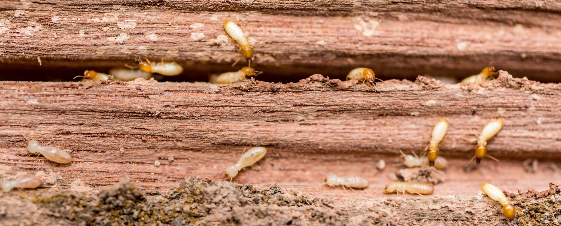 Termite Workers & Soldiers - Wilmington, DE - Brownco Pest Control