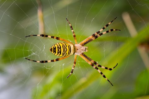 Yellow Garden Spider — Wilmington, DE — Brownco Pest Control