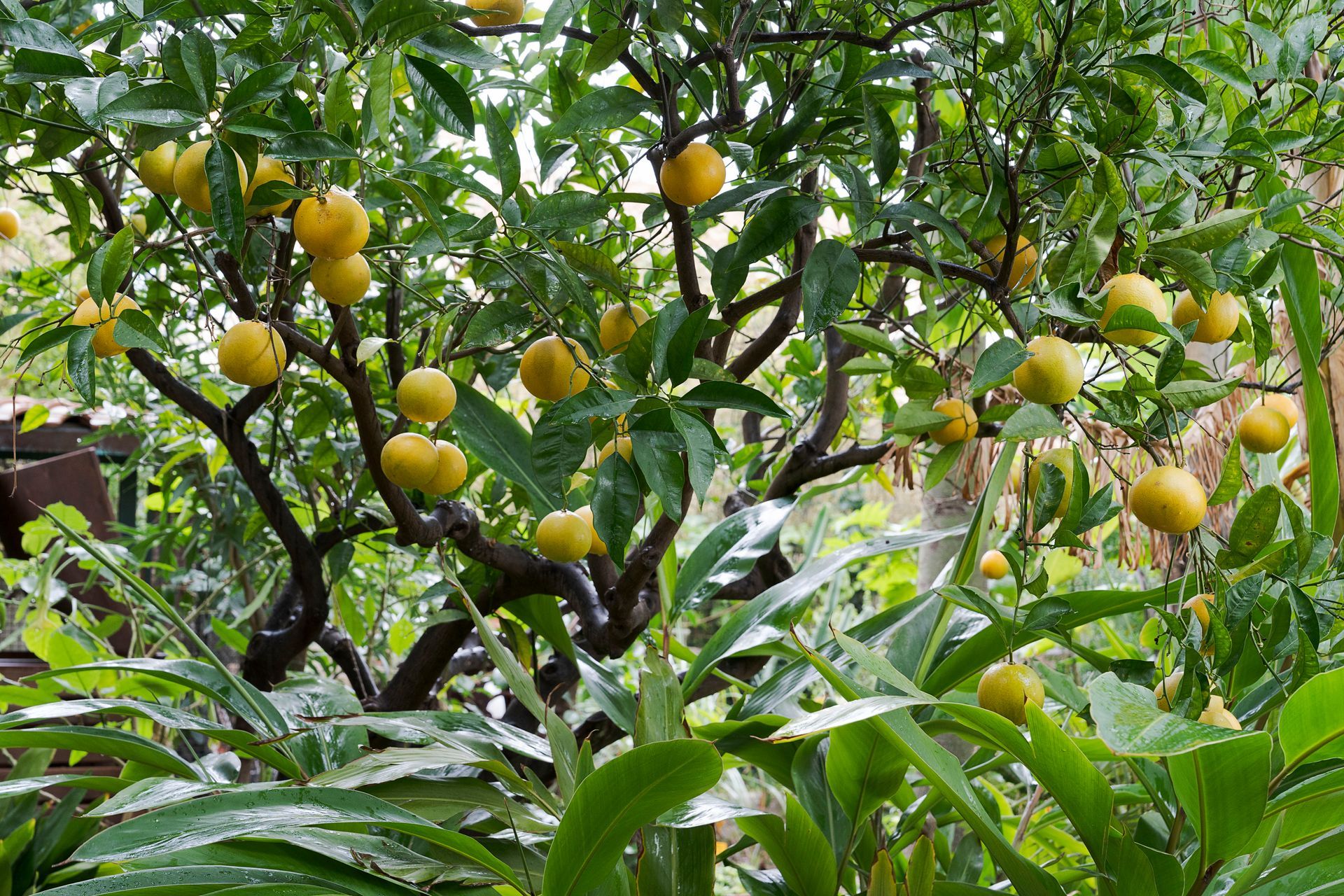 Lush tree with clusters of yellow fruit among green leaves in a garden orchard