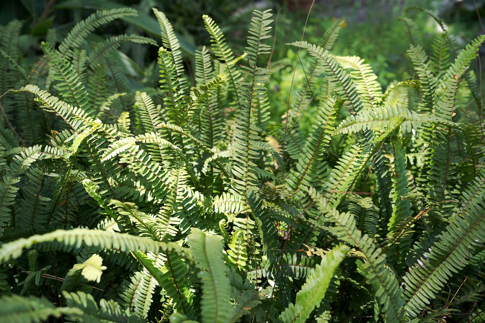 Dense green ferns and leafy ground cover in a sunlit garden.