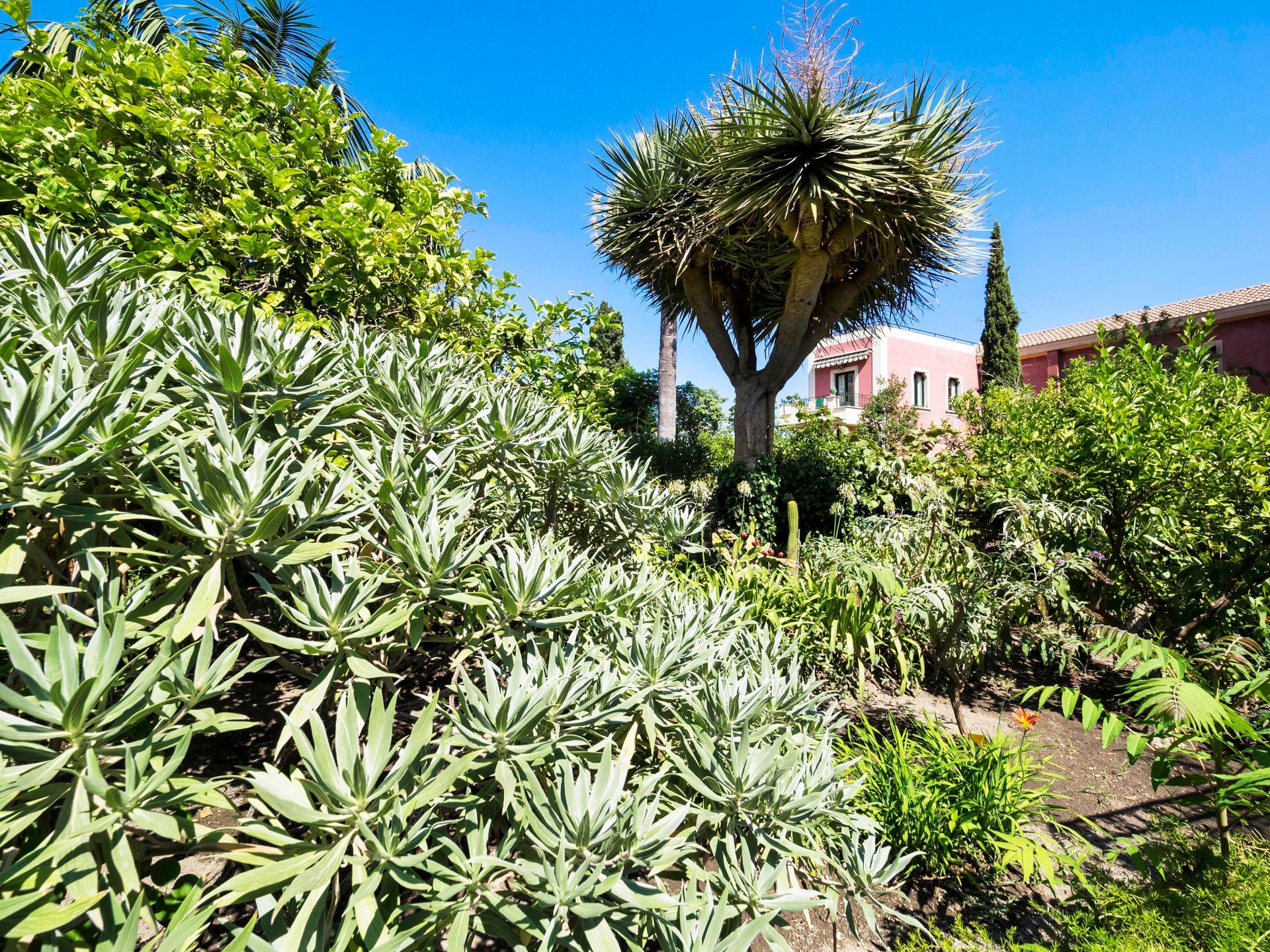 Sunny garden with lush green plants, a tall palm tree, and a pink house under a blue sky