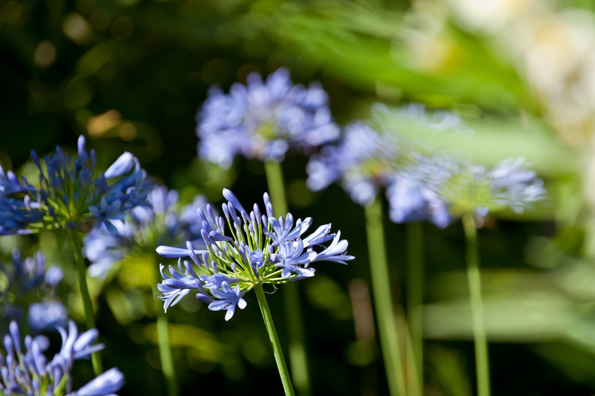 Purple flowers blooming against a green blurred background