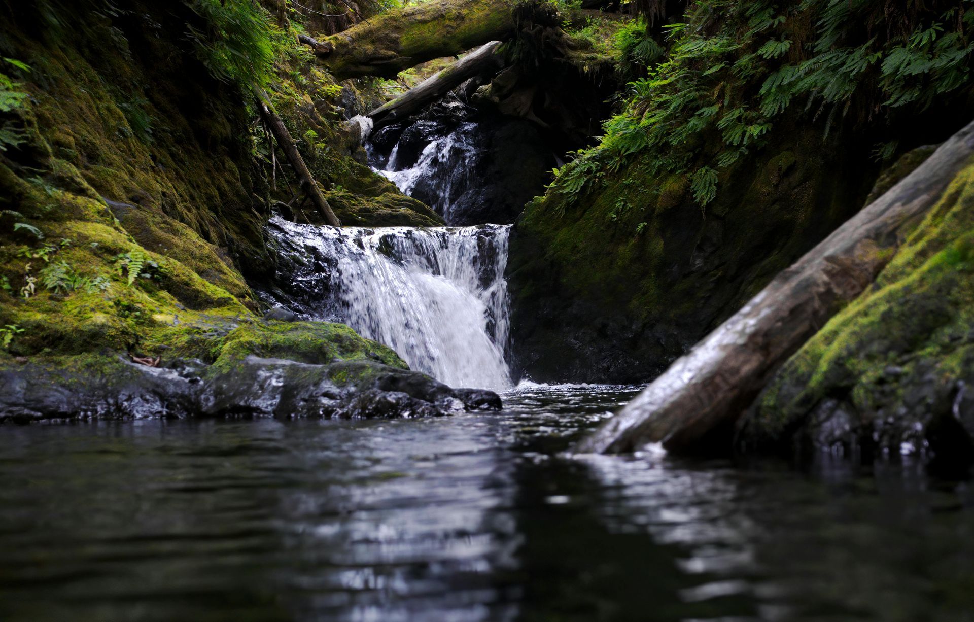A small waterfall in the middle of a forest with a log in the water.