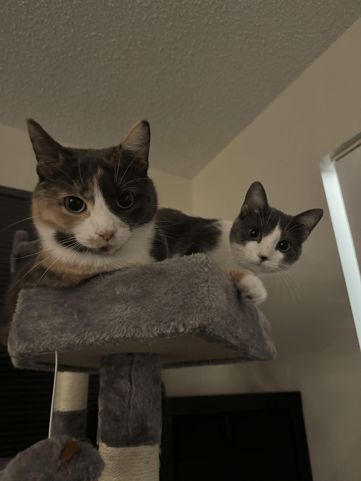 Two cats, one calico and one gray and white, on a gray cat tree, looking at the camera.