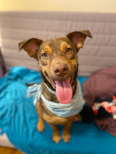 Woman smiling, wearing a white and red floral top, with shoulder-length brown hair, against a blue background.