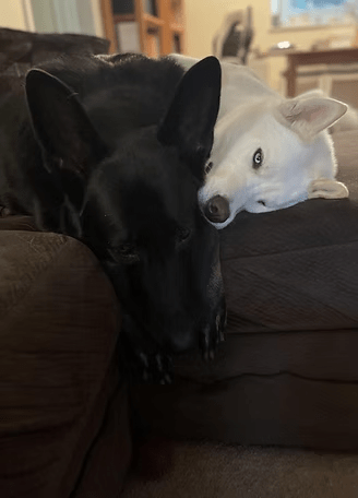 Black and white dogs cuddling on a brown couch. The black dog is mostly facing forward. The white dog is looking over.
