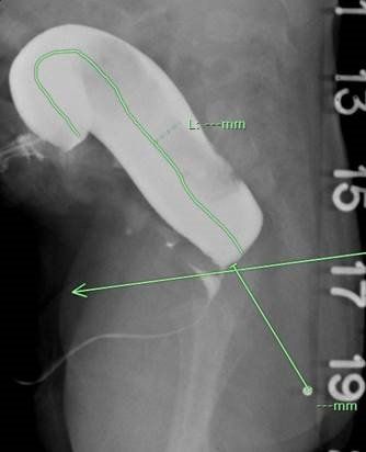 Birovning spermasini yalash (foto)