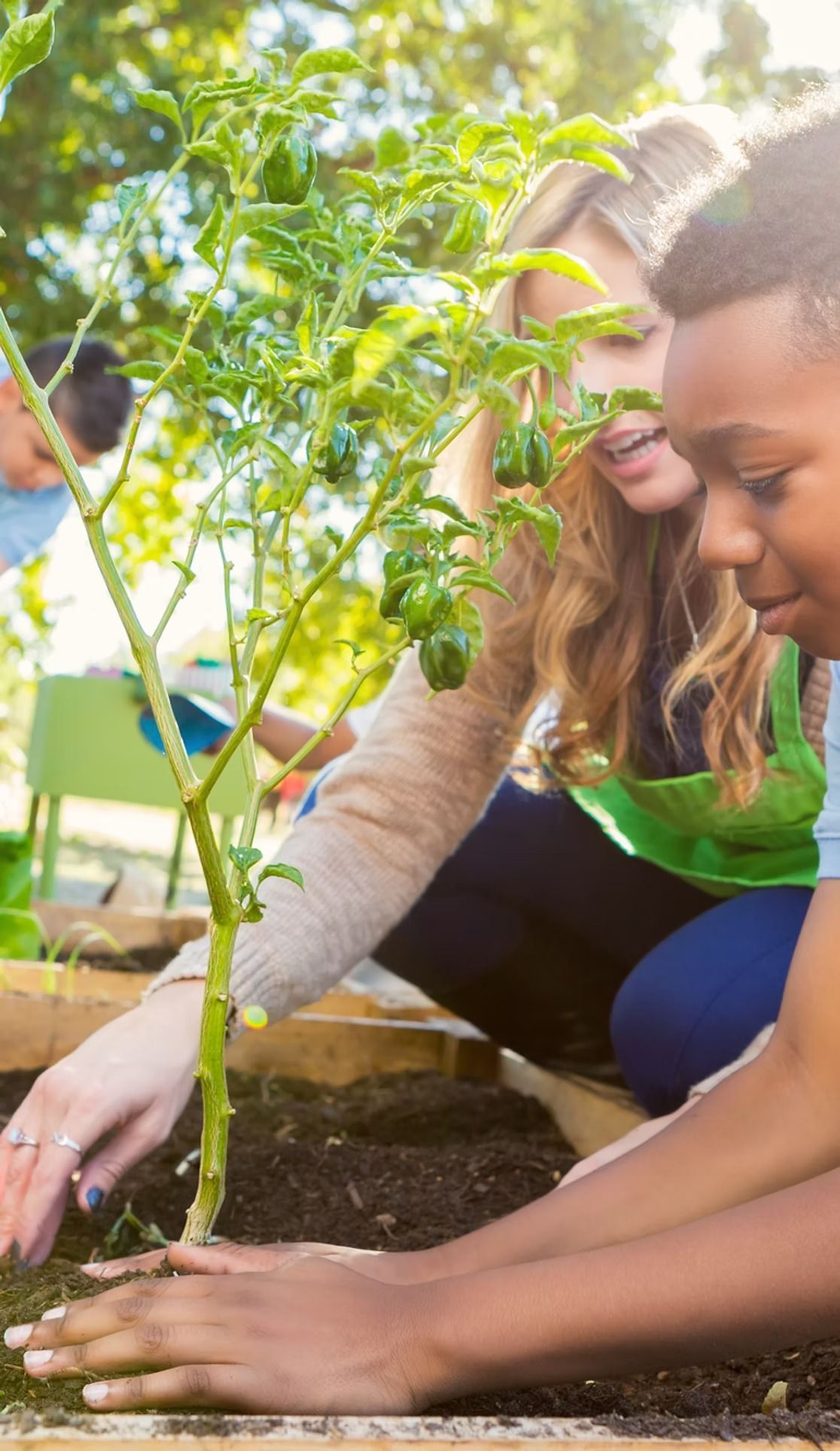 Woman and child planting a small tree in a garden bed; outdoors in sunlight.
