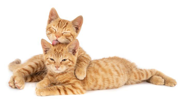 Two orange kittens are laying next to each other on a white background.