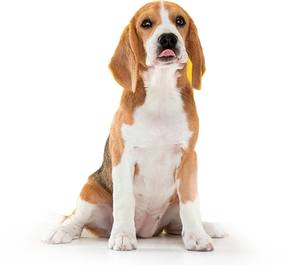 A brown and white beagle puppy sitting on a white background