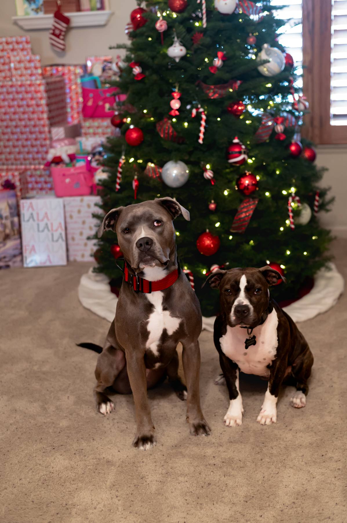 two dogs in front of christmas tree | Windsor Truck and Auto