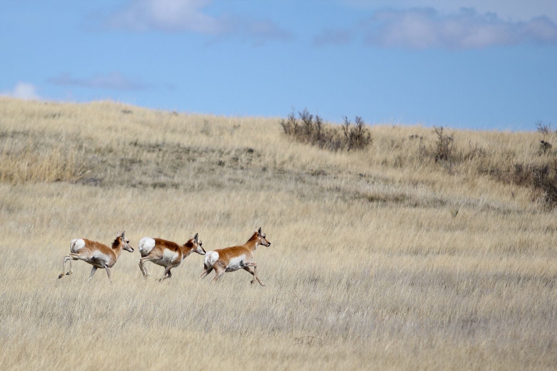 A herd of antelope are running through a dry grassy field.