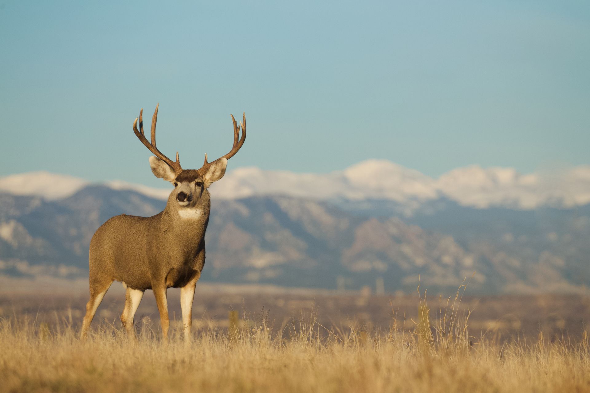 A deer is standing in a field with mountains in the background.