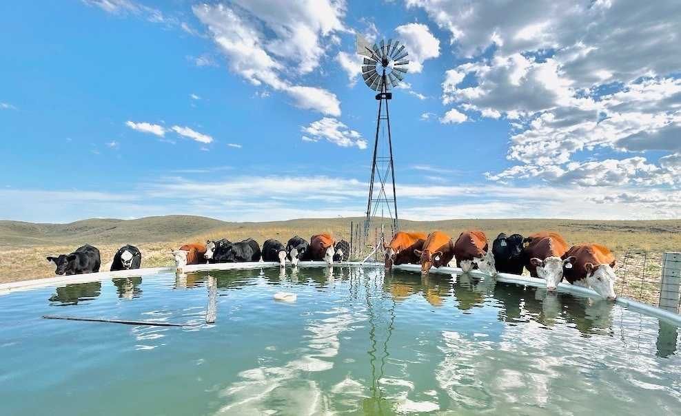 A group of cows are standing in a pool of water with a windmill in the background.