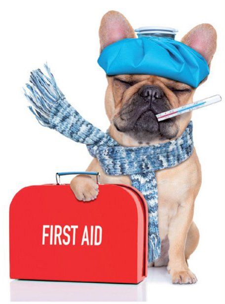 מקרים דחופים - ד״ר יוני נתנזון, וטרינר בשוהם