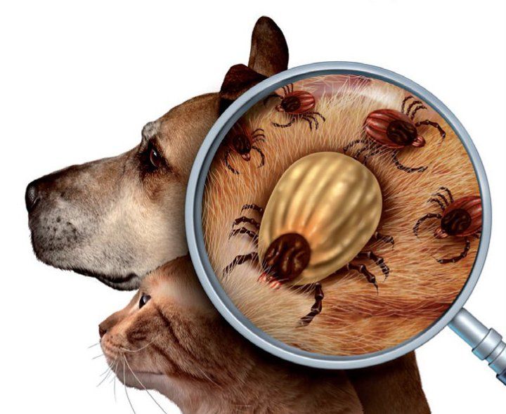 קרציות בכלבים - ד״ר יוני נתנזון, וטרינר בשוהם