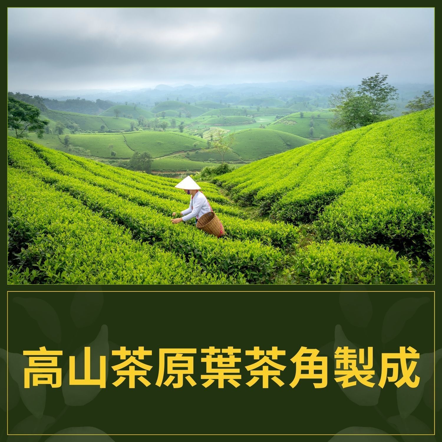 梨山一杯茶高山原葉茶袋