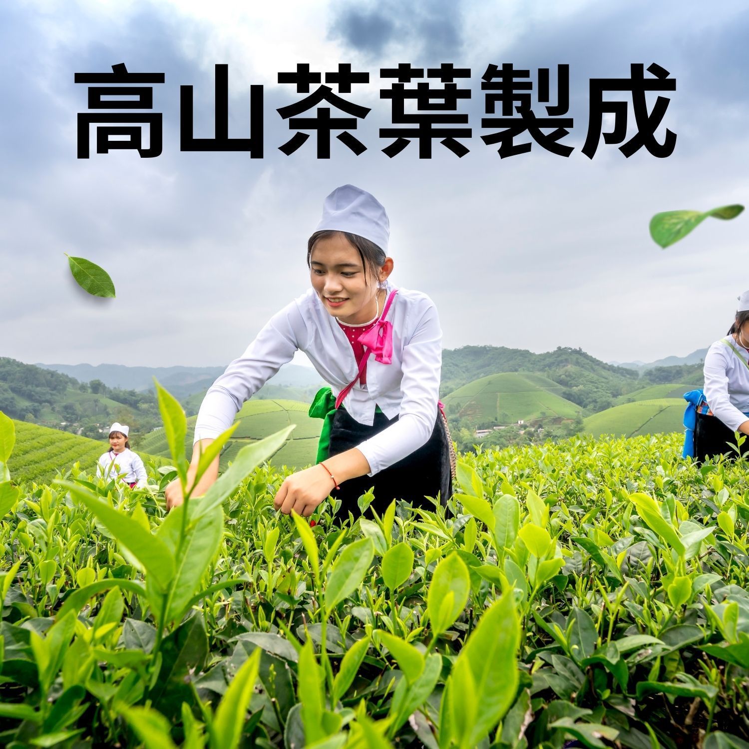杉林溪品茶師高山原葉茶葉