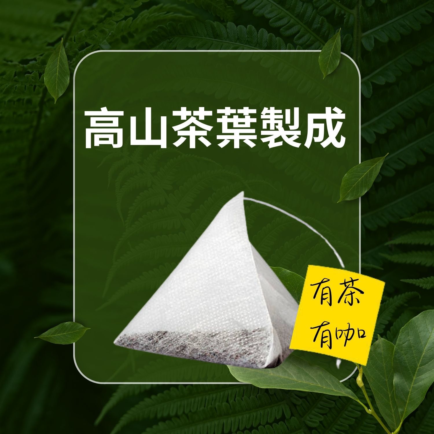 阿里山高山立體茶包