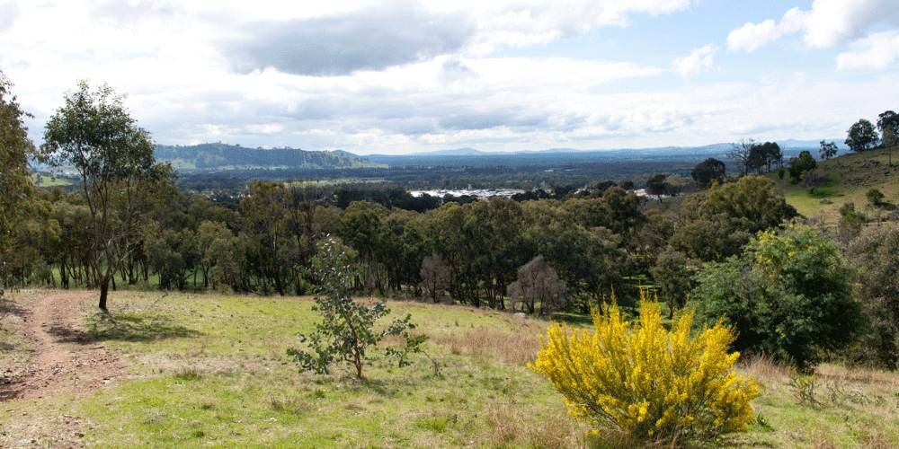 A Lush Green Field With Trees And A Yellow Bush In The Foreground — James Fast Freight in Baranduda, NSW