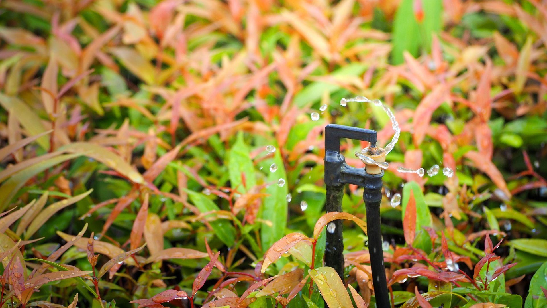 Water sprinkler spraying water onto colorful plants.