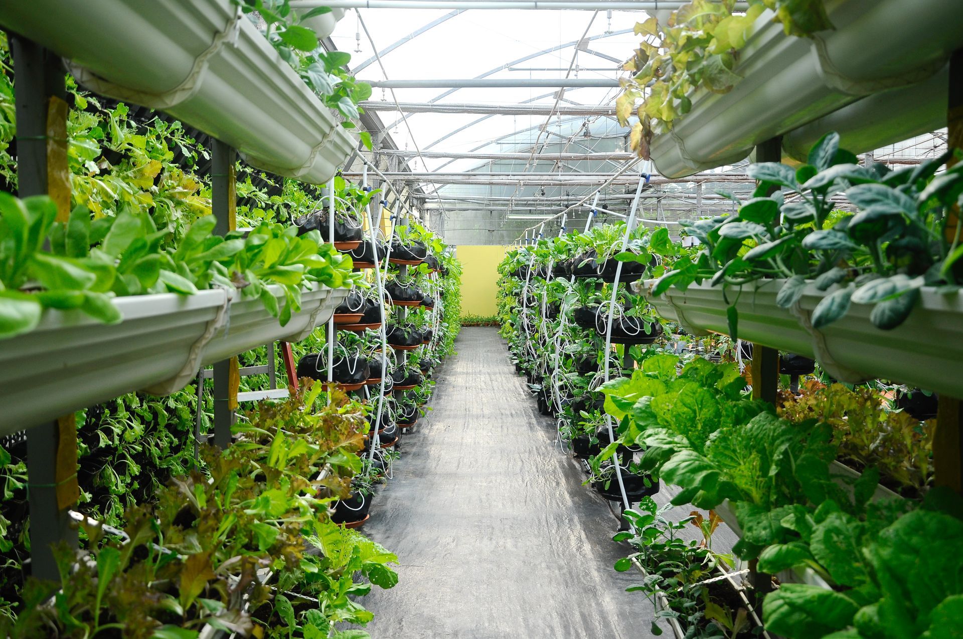 Rows of hydroponic plants in a greenhouse, using vertical growing systems.