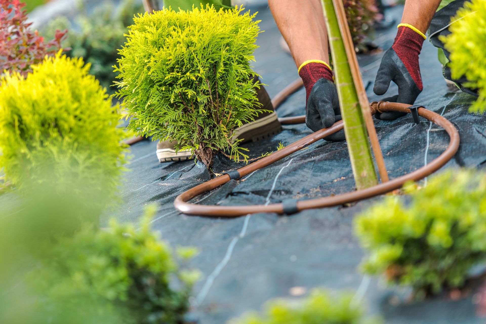 Person installing a drip irrigation system around plants on black landscape fabric.