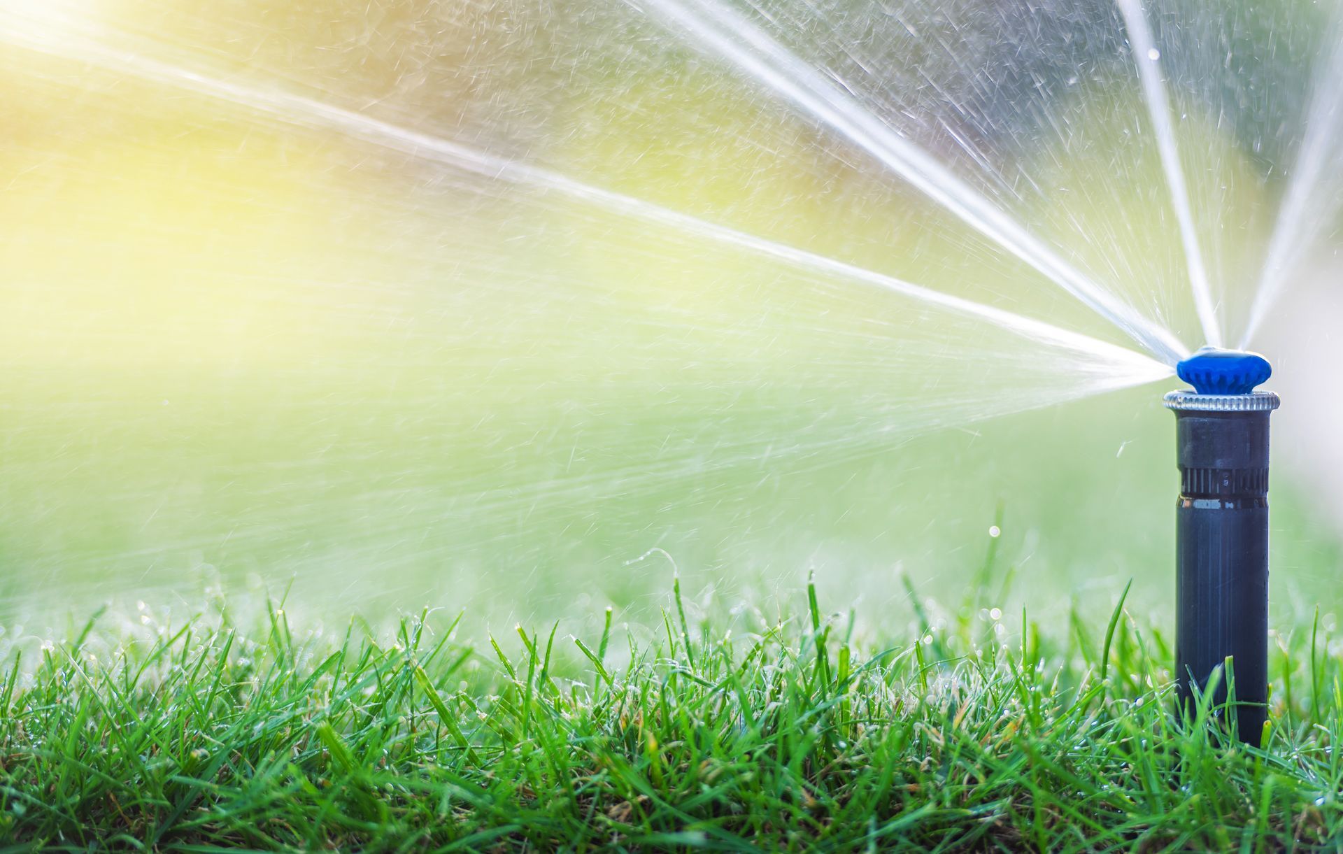 Sprinkler spraying water onto green grass on a sunny day.